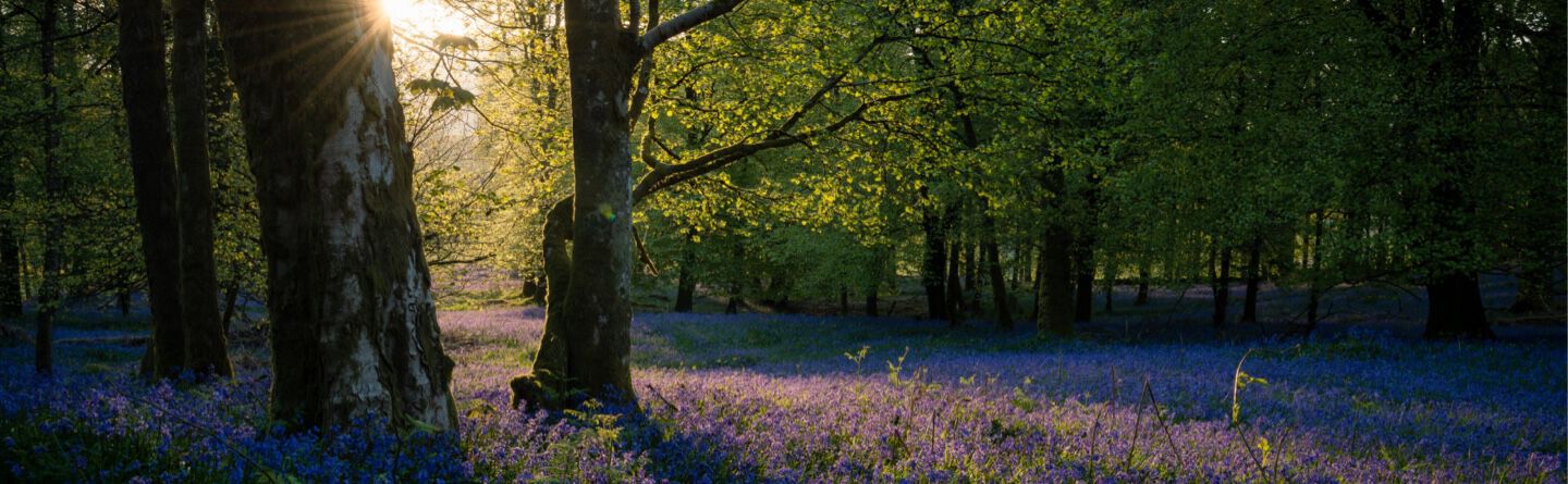 Forest Ritals Forest bathing Meditation | Rituals Singapore