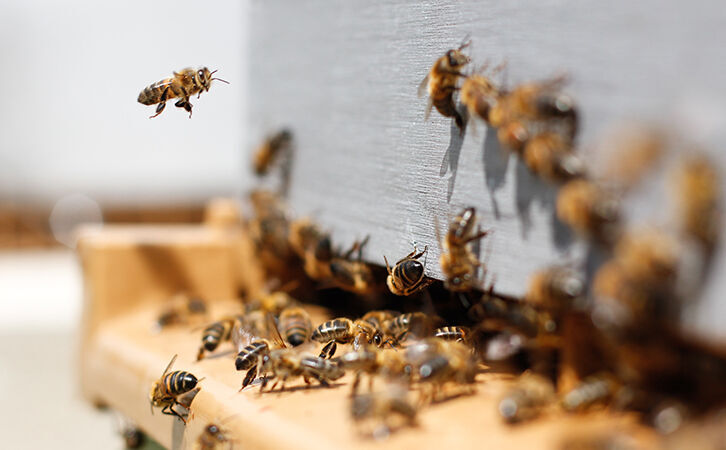 How to master the art of beekeeping: a mindful way to help the planet